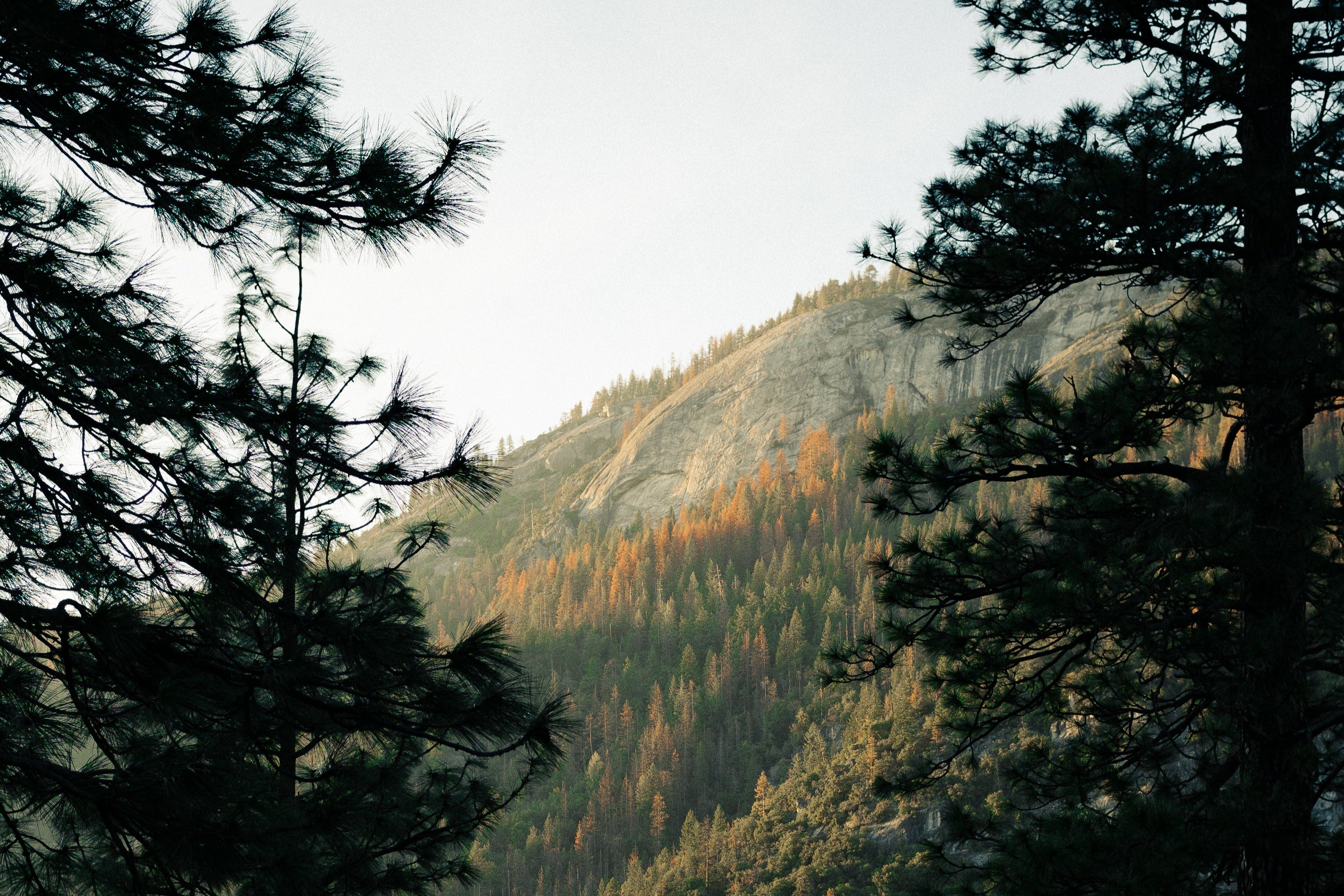 Forested mountain with trees in the foreground